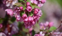 爆料海棠是谁发明的呢视频,探寻“爆料海棠”背后的传奇故事